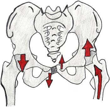 Pelvis
